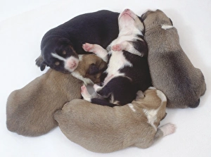 Overhead view of a group of five mongrel puppies huddled close together. One pup is lying on his back on top of the other puppies Overhead view of a group of five mongrel puppies huddled close together. One pup is lying on his back on top of the other puppies