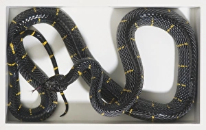 Overhead view of a Mangrove Snake with shiny scales, mainly black with yellow spotting Overhead view of a Mangrove Snake with shiny scales, mainly black with yellow spotting