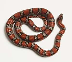 Overhead view of a Mexican King Snake showing red and orange markings shaped like large Overhead view of a Mexican King Snake showing red and orange markings shaped like large