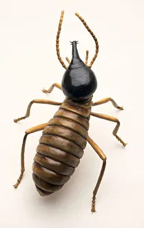 Overhead view of model of Nasute Soldier Termite Overhead view of model of Nasute Soldier Termite