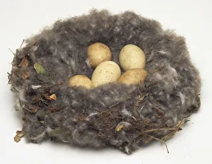 Overhead view of the nest, containing five eggs, of a Red-Breasted Goose Overhead view of the nest, containing five eggs, of a Red-Breasted Goose