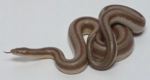 Overhead view of a partially coiled Rosy Boa, Charina trivirgata, showing the skin which is covered in many small scales with orange stripes, and a small eye with a vertical pupil and orange irises, typical of nocturnal foragers Overhead view of a partially coiled Rosy Boa, Charina trivirgata, showing the skin which is covered in many small scales with orange stripes, and a small eye with a vertical pupil and orange irises, typical of nocturnal foragers