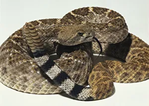 Overhead view of a partially coiled Western Diamondback Rattlesnake with the rattle Overhead view of a partially coiled Western Diamondback Rattlesnake with the rattle