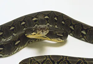 Overhead view of a Reticulated Python showing the geometric markings in irregular diamond Overhead view of a Reticulated Python showing the geometric markings in irregular diamond