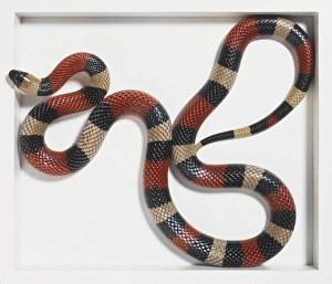 Overhead view of a Sonoran Mountain King Snake with markings of complete red Overhead view of a Sonoran Mountain King Snake with markings of complete red