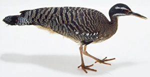Overhead side view of a Sunbittern, with a slender bill for picking up prey, and long Overhead side view of a Sunbittern, with a slender bill for picking up prey, and long