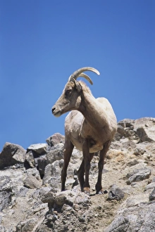 Ovis canadensis, Bighorn Sheep standing on mountain-side rocks, side view Ovis canadensis, Bighorn Sheep standing on mountain-side rocks, side view