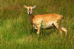 <b class=qtipBold><figcaption>Ovis Musimon</figcaption></b><br><em>© Marka/Universal Images Group</em> Ovis Musimon