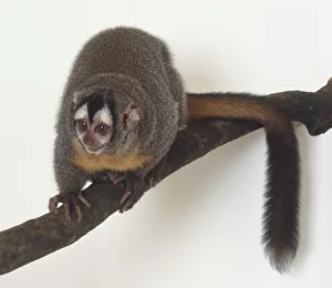Owl Monkey or Douroucouli, Aotus trivirgatus, crouching on branch, pink toes gripping Owl Monkey or Douroucouli, Aotus trivirgatus, crouching on branch, pink toes gripping