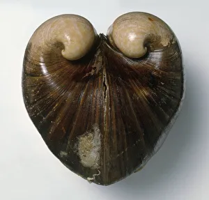 Ox-heart clam (Glossus humanus), close-up Ox-heart clam (Glossus humanus), close-up