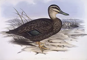 Pacific black duck (Anas superciliosa), Engraving by John Gould Pacific black duck (Anas superciliosa), Engraving by John Gould