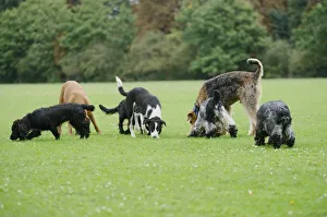 Pack of pure bred dogs smelling grass in park Pack of pure bred dogs smelling grass in park