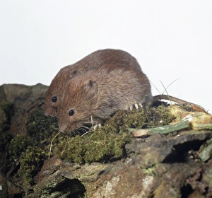Pair of Common voles (Microtus arvalis) perching on moss-covered rock, side view Pair of Common voles (Microtus arvalis) perching on moss-covered rock, side view