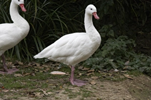 A pair of Coscoroba swans (Coscoroba coscoroba) A pair of Coscoroba swans (Coscoroba coscoroba)