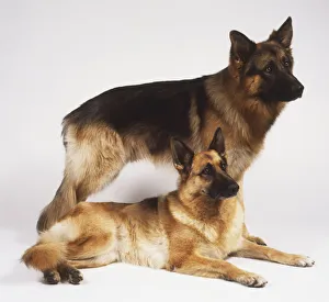 Pair of German Shepherd Dogs (Canis familiaris), one standing up and the other lying down Pair of German Shepherd Dogs (Canis familiaris), one standing up and the other lying down