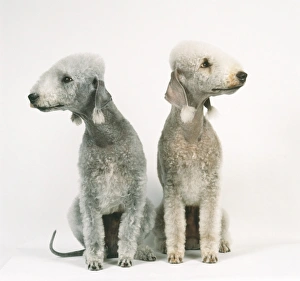 Pair of liver and blue Bedlington Terrier with trimmed coats Pair of liver and blue Bedlington Terrier with trimmed coats