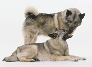 A pair of Norwegian Elkhounds (Canis familiaris) one standing up A pair of Norwegian Elkhounds (Canis familiaris) one standing up