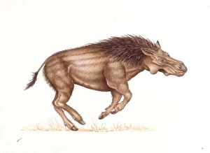 Palaeozoology, Pliocene / Pleistocene period, Extinct mammals, Metridiochoerus (Suidae)