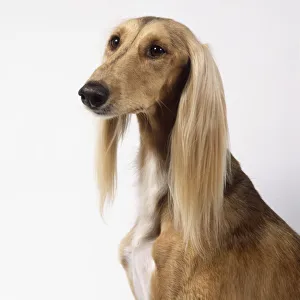 A pale tan saluki with short hair on its face and soft silky long hair on its dangling A pale tan saluki with short hair on its face and soft silky long hair on its dangling