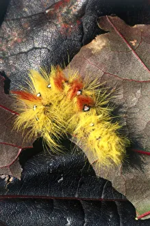 Pale Tussock (Calliteara pudibunda) caterpillar feeding on Acer platanoides Crimson King Pale Tussock (Calliteara pudibunda) caterpillar feeding on Acer platanoides Crimson King