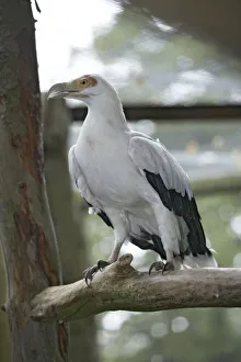 Palm Nut Vulture (Gypohierax angolensis) perching on branch Palm Nut Vulture (Gypohierax angolensis) perching on branch