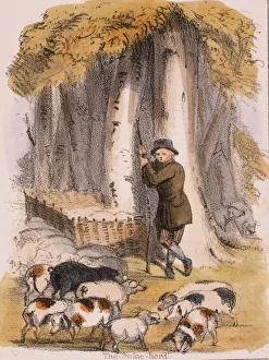 Pannage. In the autumn pigs were let out in woods and forests to eat the oak acorns Pannage. In the autumn pigs were let out in woods and forests to eat the oak acorns
