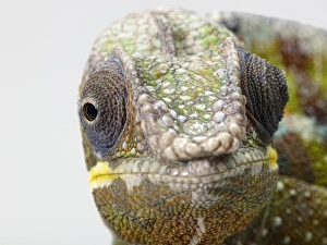 Panther Chameleon (Furcifer pardalis) looking at camera showing eyes on each side of head Panther Chameleon (Furcifer pardalis) looking at camera showing eyes on each side of head