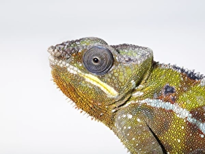 Panther Chameleon (Furcifer pardalis) head in profile showing eye Panther Chameleon (Furcifer pardalis) head in profile showing eye
