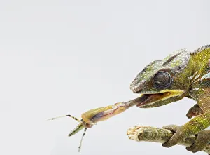 Panther Chameleon (Furcifer pardalis) catching insect with long tongue Panther Chameleon (Furcifer pardalis) catching insect with long tongue
