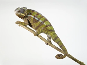 Panther Chameleon (Furcifer pardalis) on this branch Panther Chameleon (Furcifer pardalis) on this branch