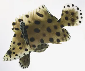 <b class=qtipBold><figcaption>Panther Grouper</figcaption></b><br><em>© Dorling Kindersley/UIG</em> Panther Grouper