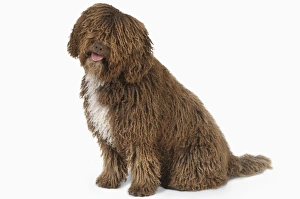 Panting brown and white curly-coated Spanish Water Dog (Perro de Agua Espanol) sitting Panting brown and white curly-coated Spanish Water Dog (Perro de Agua Espanol) sitting