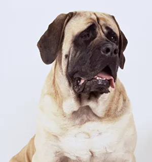 A panting light brown mastiff with a broad black muzzle and drooping jowls, head A panting light brown mastiff with a broad black muzzle and drooping jowls, head