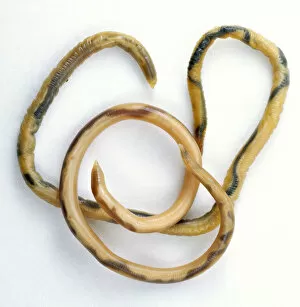 Segmented Worm Gallery: Parasitic Roundworm, curled around, above view