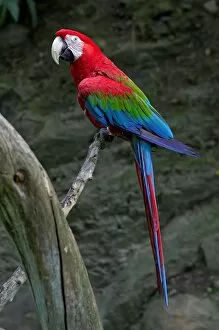 Parrot. Ara Chloroptera. Zoo of Prague