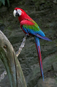 Parrot. Ara Chloroptera. Zoo of Prague Parrot. Ara Chloroptera. Zoo of Prague