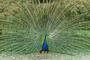 <b class=qtipBold><figcaption>Peacock</figcaption></b><br><em>© Marka/Universal Images Group</em> Peacock