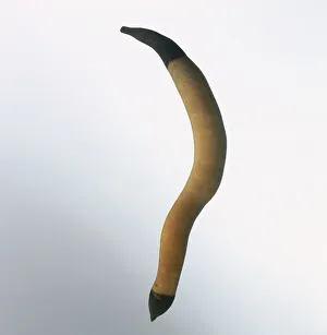 PeanutWorm PeanutWorm