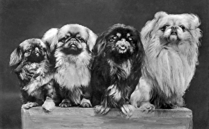 <b class=qtipBold><figcaption>Four Pekingese On A Box</figcaption></b><br>c. 1930 Four Pekingese of varying sizes crowd together for space on a box.<br><em>© Underwood Archives/UIG</em> Four Pekingese On A Box