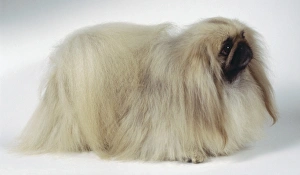 A Pekingese dog with a dark-colored face and long whitish-brown hair cascading to its feet, standing