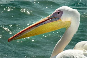 Pelican. Atlantic Ocean. Namibia Pelican. Atlantic Ocean. Namibia