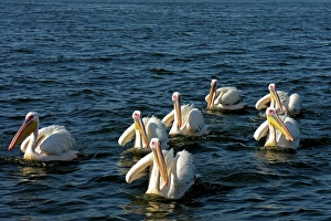 Pelicans. Atlantic Ocean. Namibia Pelicans. Atlantic Ocean. Namibia
