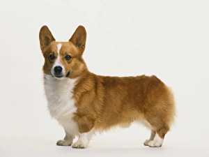 Side of Pembroke Welsh Corgi dog standing Side of Pembroke Welsh Corgi dog standing
