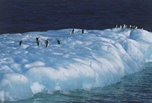 <b class=qtipBold><figcaption>Penguins walking on Iceberg</figcaption></b><br><em>© Dorling Kindersley/UIG</em> Penguins walking on Iceberg