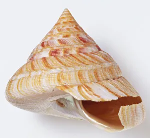 Perotrochus hirasei, side view of Hirases Slit Shell, with high spire and sharply angled base, cream white colour streaked with red orange Perotrochus hirasei, side view of Hirases Slit Shell, with high spire and sharply angled base, cream white colour streaked with red orange