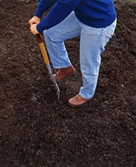 <b class=qtipBold><figcaption>Person digging soil with fork</figcaption></b><br><em>© Dorling Kindersley/UIG</em> Person digging soil with fork