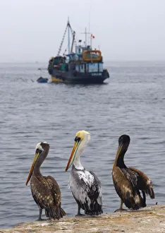 Peru, near Pisco, Playa el Chaco, Peruvian pelican (Pelecanus thagus) Peru, near Pisco, Playa el Chaco, Peruvian pelican (Pelecanus thagus)