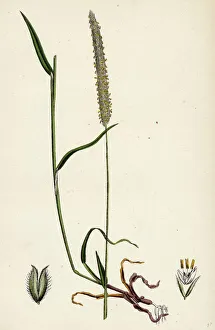 Phleum BAshmeri, Purple-stalked Timothy-grass Phleum BAshmeri, Purple-stalked Timothy-grass