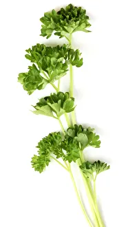<b class=qtipBold><figcaption>A piece of parsley</figcaption></b><br><em>© Dorling Kindersley/UIG</em> A piece of parsley