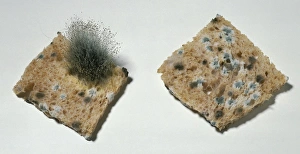 A piece of square shaped wholemeal bread that has mould and hair growing on it A piece of square shaped wholemeal bread that has mould and hair growing on it